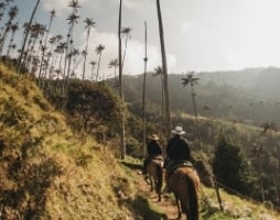 cocora