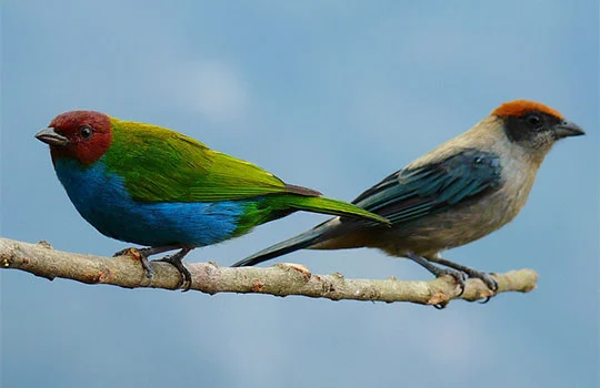 aves de colombia