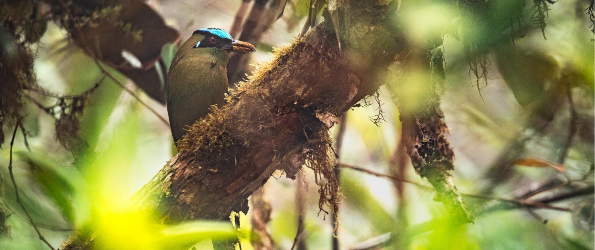 Biodiversidad