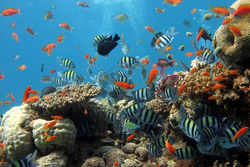 Arrecife Reserva Biósfera Seaflower