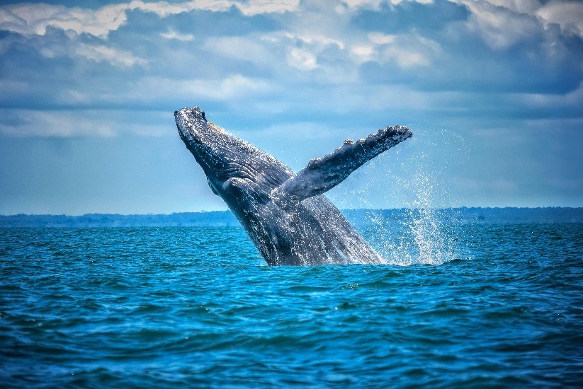 Avistamiento de ballenas jorobadas