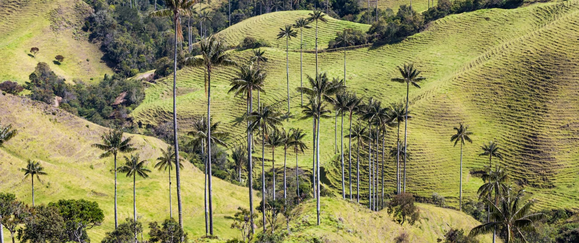 Bosque Palma de Cera Samaria, Caldas