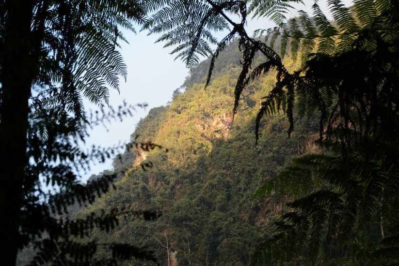 Bosque San Antonio