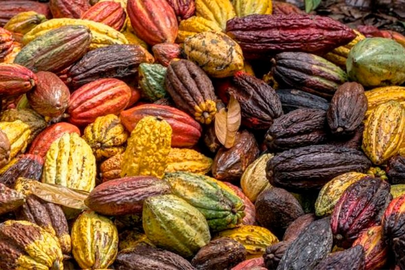 Cultivo de cacao