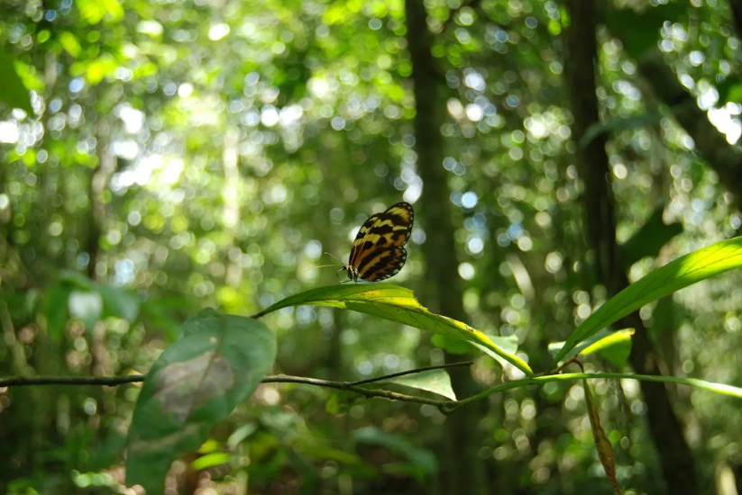 Mariposa en el Bosque de Yocoto