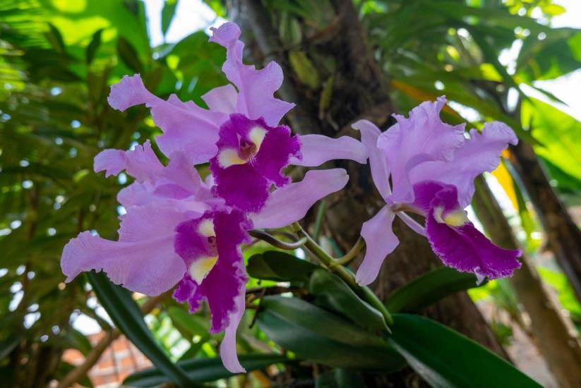 Orquídea colombiana