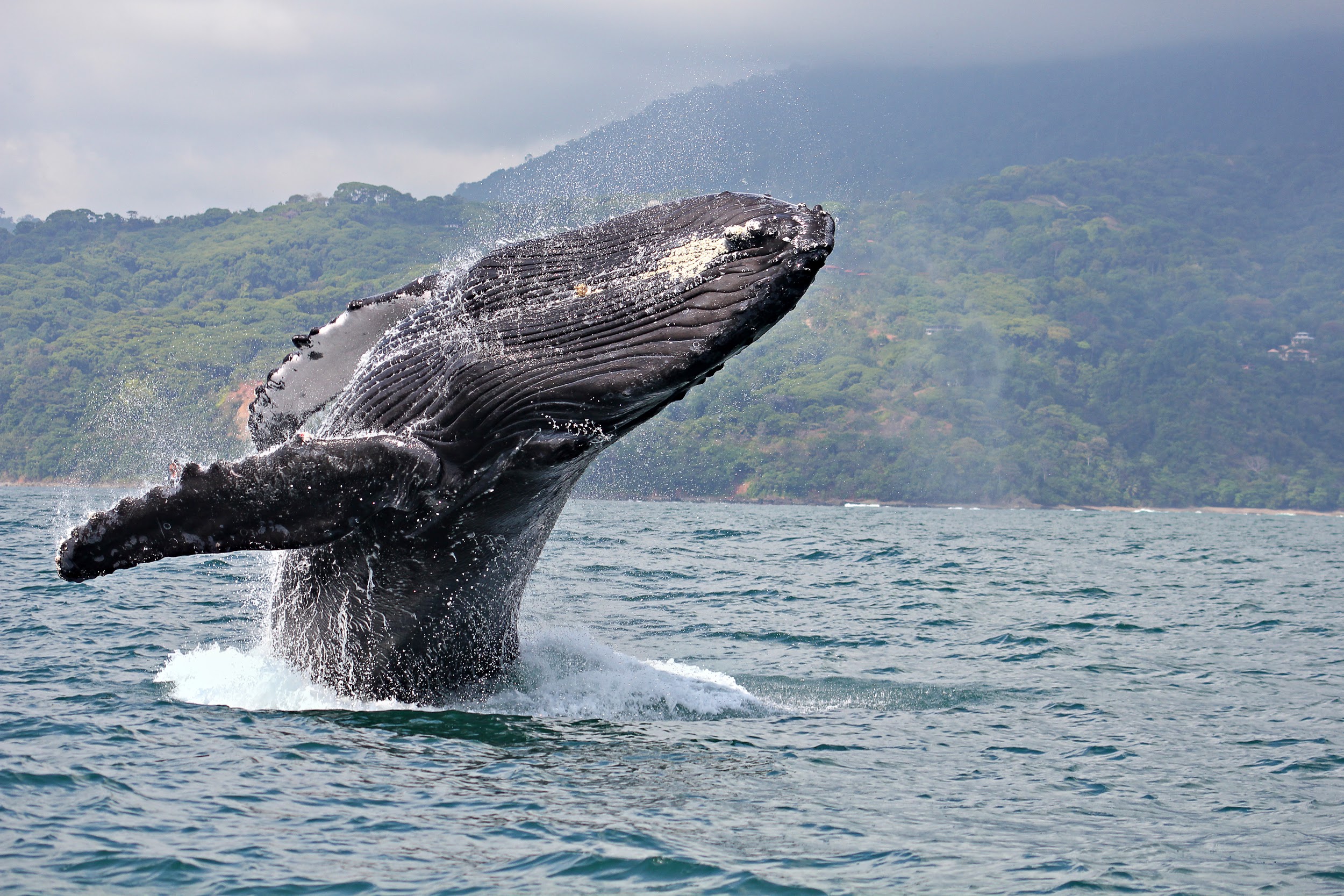 isla Gorgona, Ecoturismo, Parques Naturales, Ballenas, ecoturismo en colombia