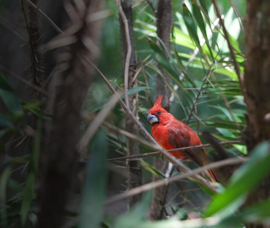 Aviario, aves, aves de Colombia, Cartagena