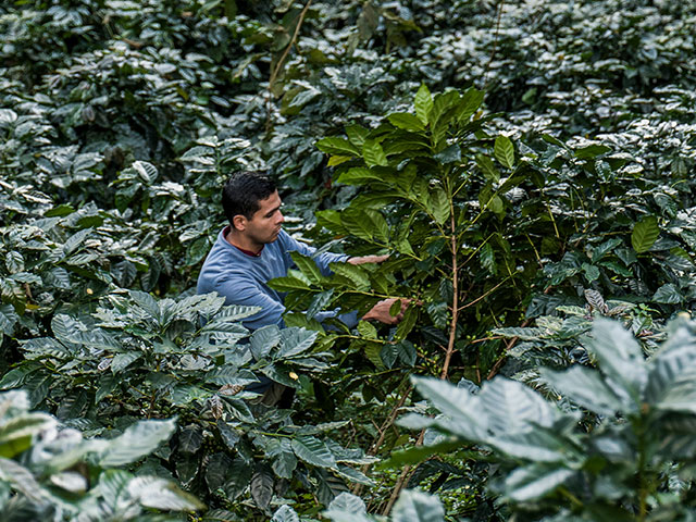 Recolección de Café cultivos Sierra Nevada.