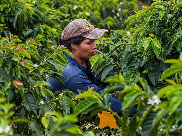 Recolección de café cultivos Huila.