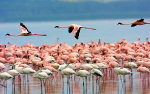 Santuario Los Flamencos, Caribe Colombiano