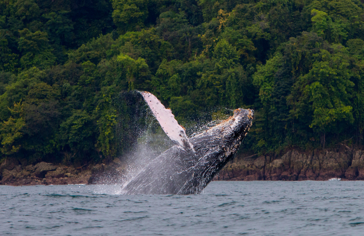 Ballena jorobada avistada en Nuquí