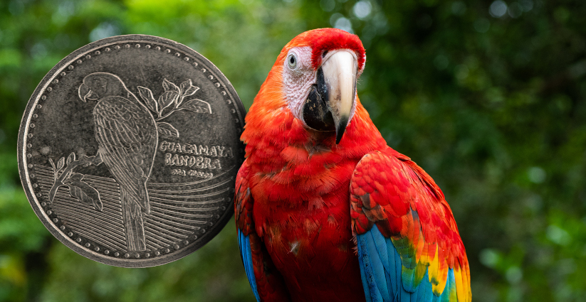 Guacamaya bandera (Ara macao). 