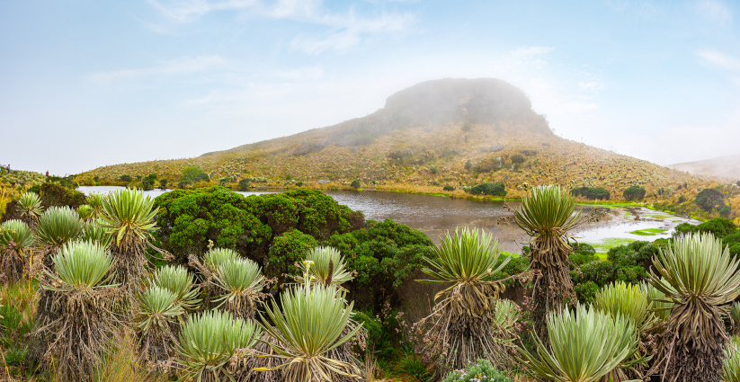 Paisaje de páramo. Frailejones y otras especies nativas conviven junto a un pájaro nativo. 