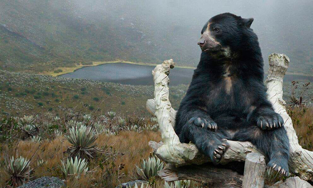 Oso de anteojos en paramo colombiano