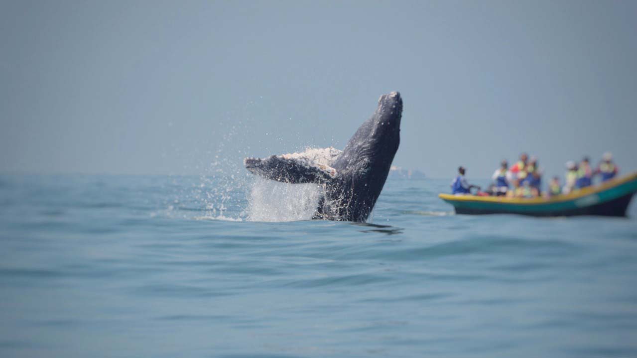 Avistamiento de ballenas en el Pacífico colombiano