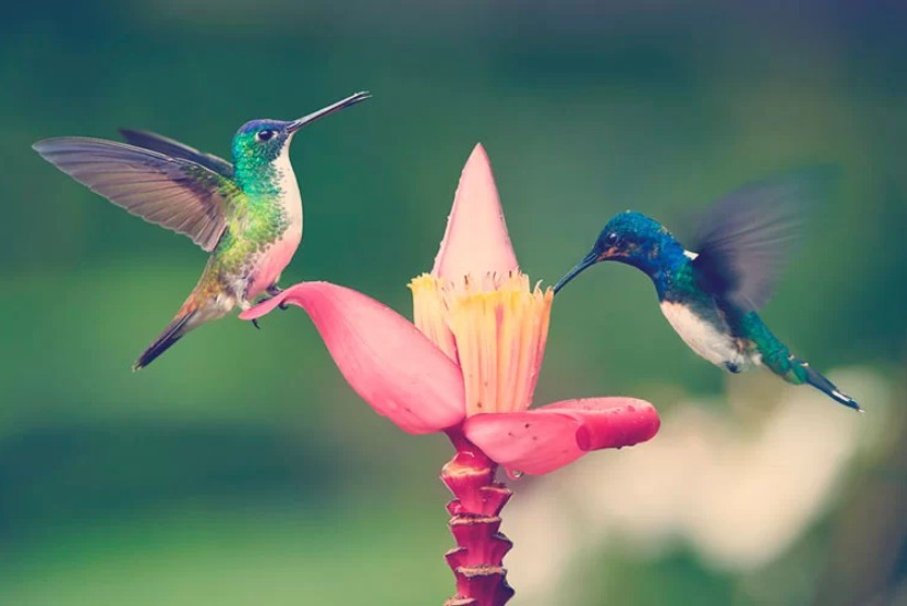 El maravilloso avistamiento de aves