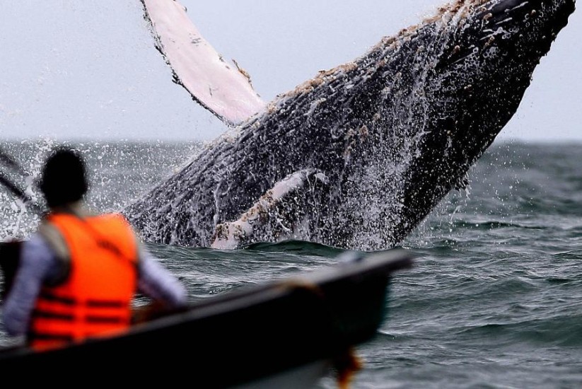 Avistamiento de ballenas en Colombia