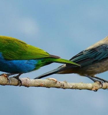 pajaros