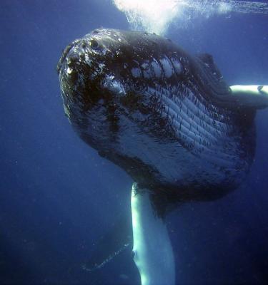 Ballenas jorobadas