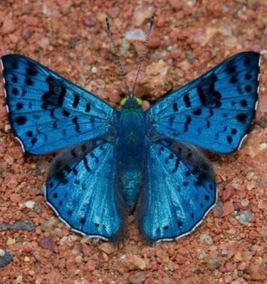 Mariposa Azul