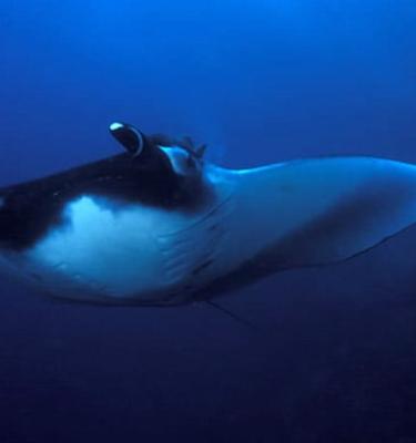 Mantarrayas del mar